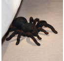 Zdalnie Sterowana Tarantula