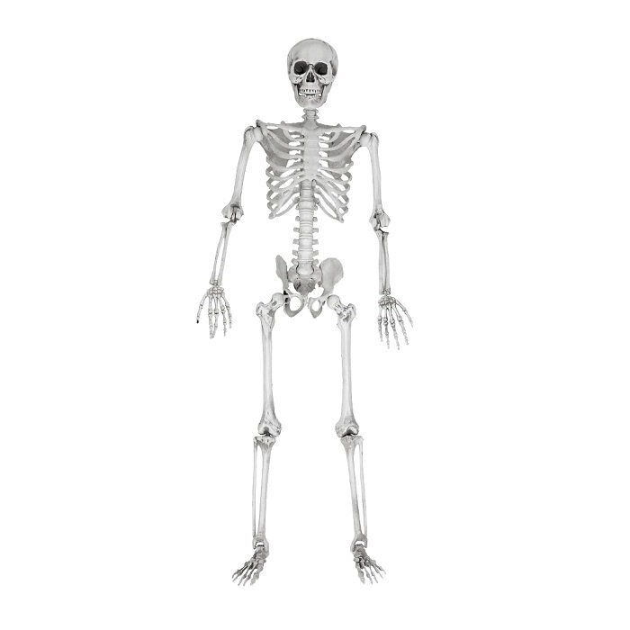 Szkielet Człowieka 170cm