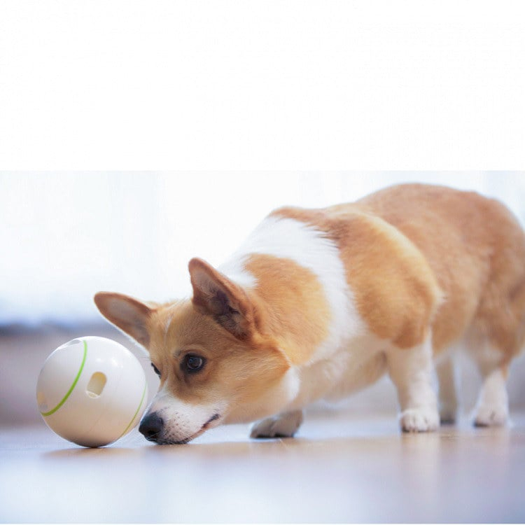 Interaktywna Piłka dla Psa