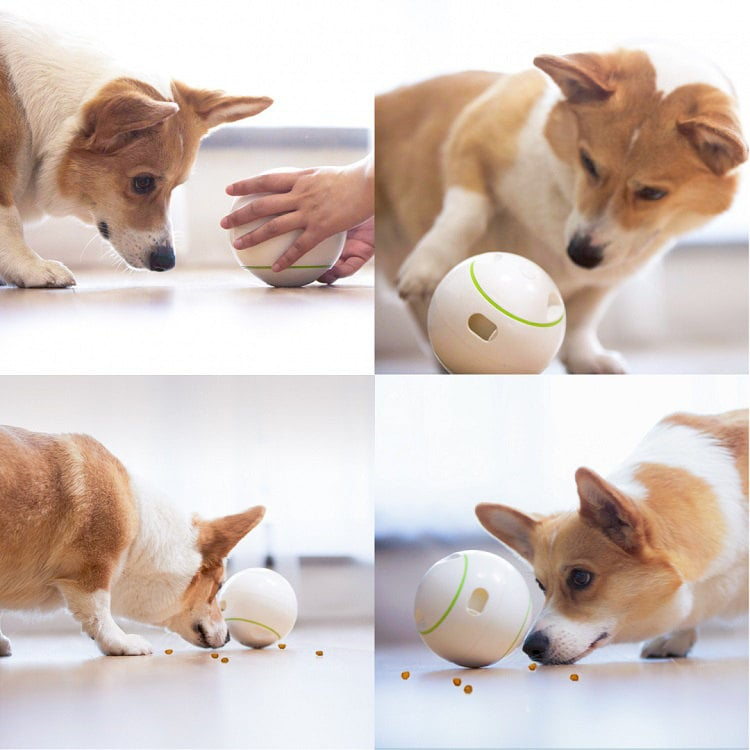 Interaktywna Piłka dla Psa