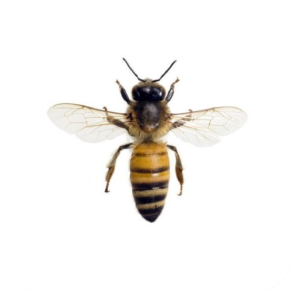 Latarka Projektor Owadów