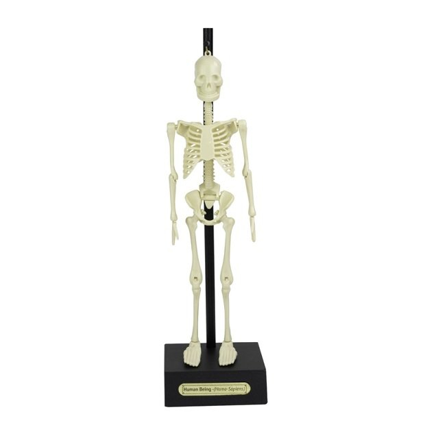 Szkielet Człowieka 30cm