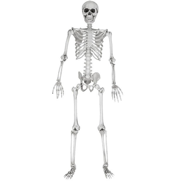Szkielet Człowieka 170cm